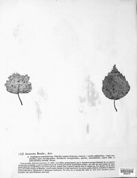 Asteroma betulae image